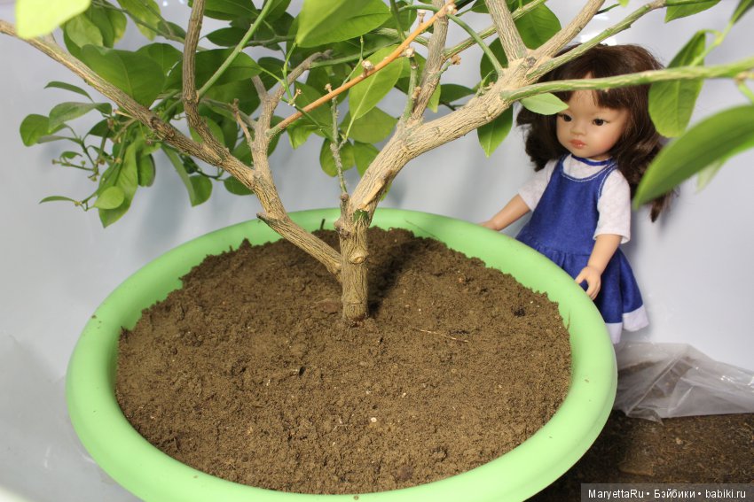 Меняем землю мандариновому дереву цитрофортунелле