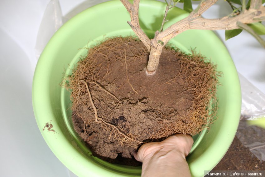 Меняем землю мандариновому дереву цитрофортунелле