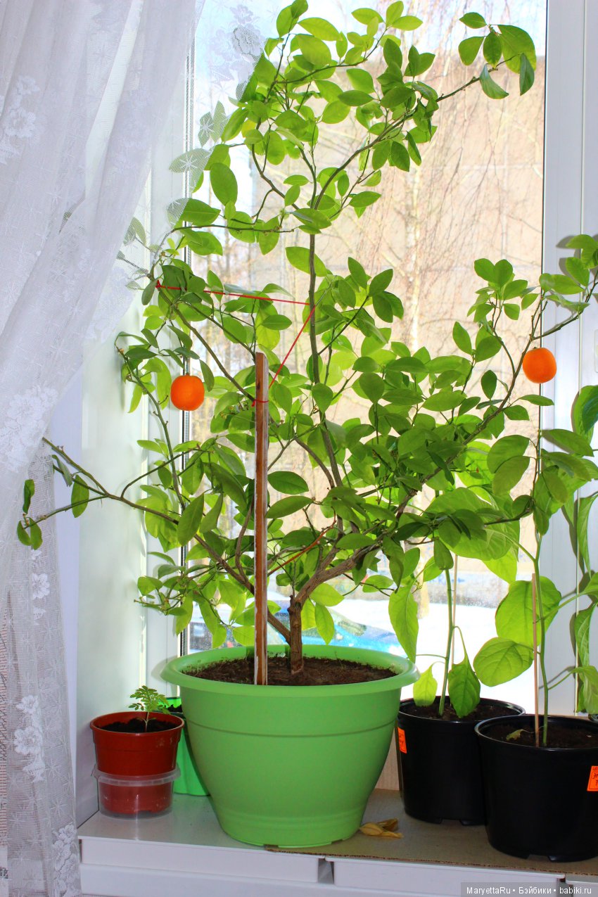 Меняем землю мандариновому дереву цитрофортунелле