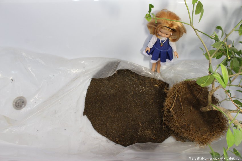 Меняем землю мандариновому дереву цитрофортунелле