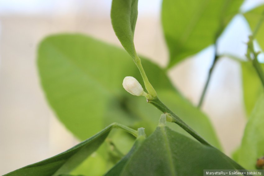 Меняем землю мандариновому дереву цитрофортунелле