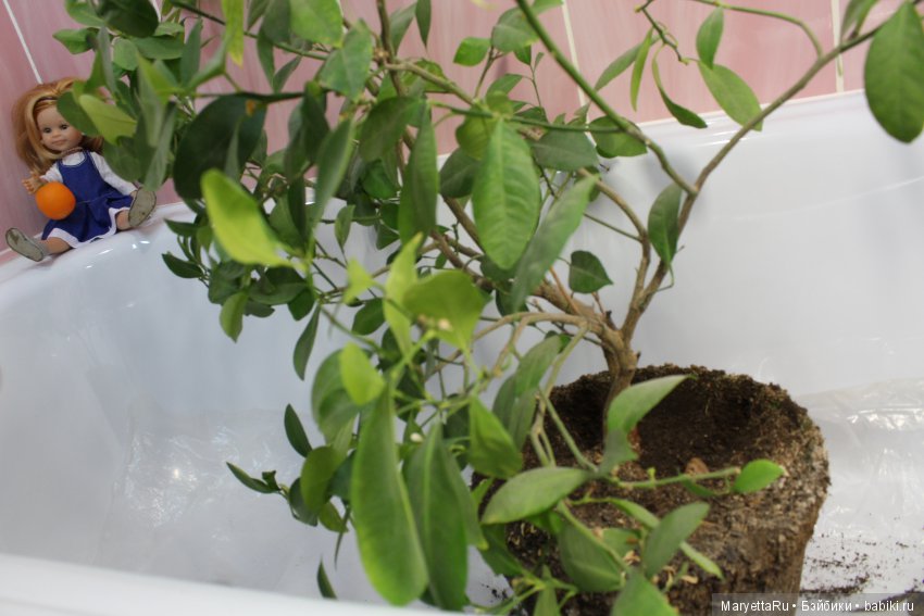 Меняем землю мандариновому дереву цитрофортунелле (фото 4)
