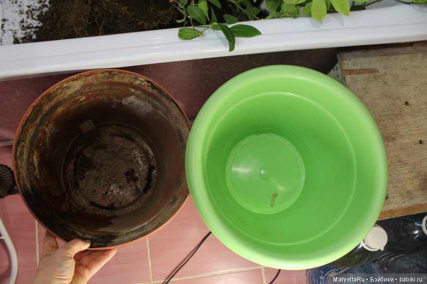 Меняем землю мандариновому дереву цитрофортунелле