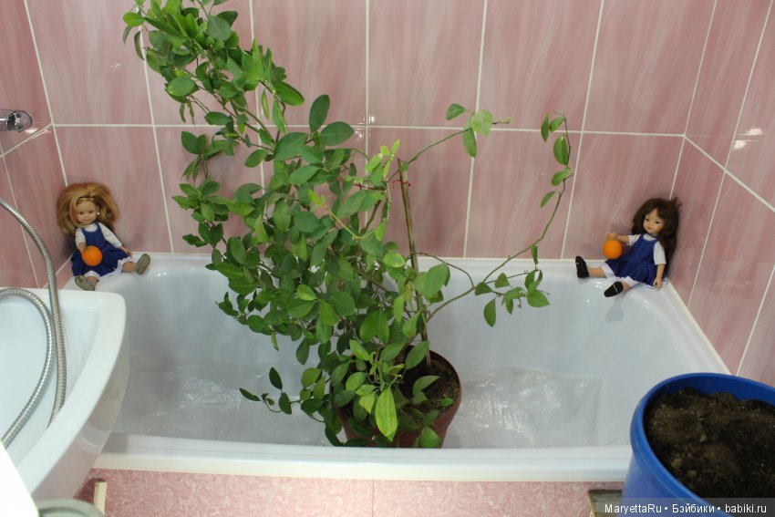 Меняем землю мандариновому дереву цитрофортунелле (фото 2)