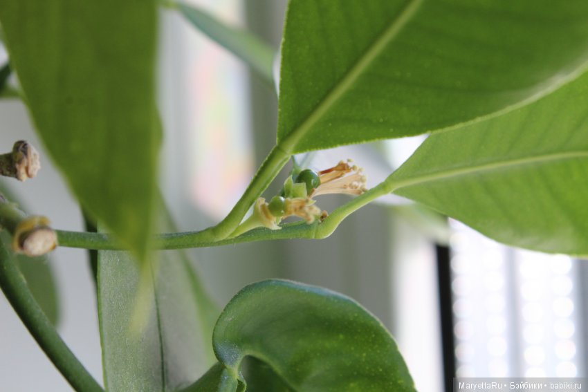 Меняем землю мандариновому дереву цитрофортунелле