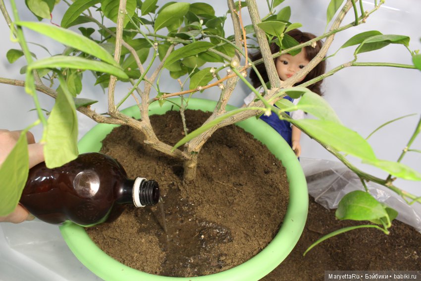 Меняем землю мандариновому дереву цитрофортунелле