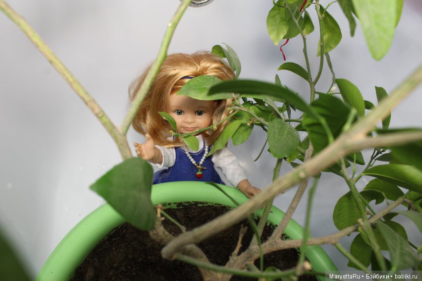 Меняем землю мандариновому дереву цитрофортунелле