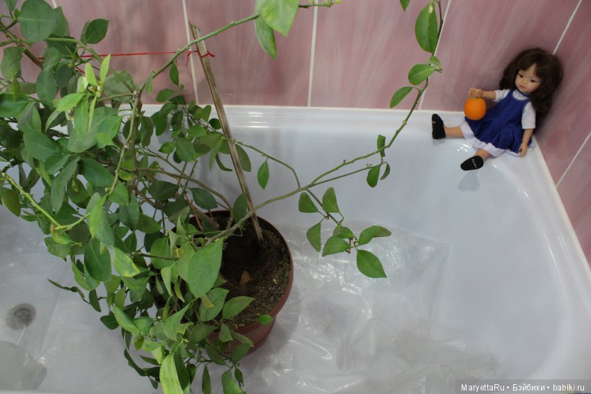 Меняем землю мандариновому дереву цитрофортунелле (фото 3)