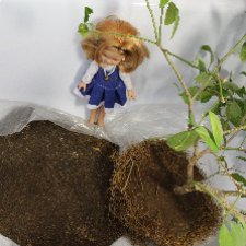 Меняем землю мандариновому дереву цитрофортунелле