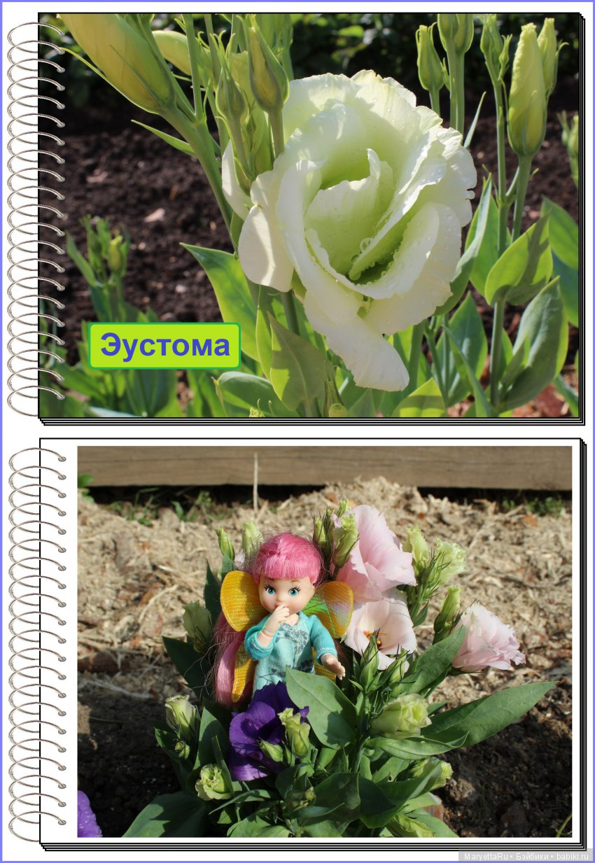 Школа лесных фей. Эустома. Всякая разная (фото 2)