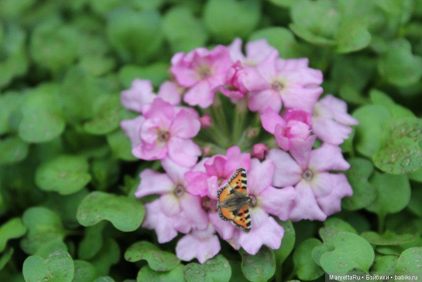 Мелоди и бабочка — Экшн