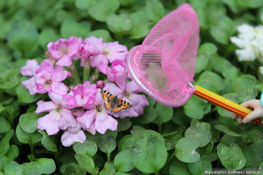 Мелоди и бабочка — Экшн
