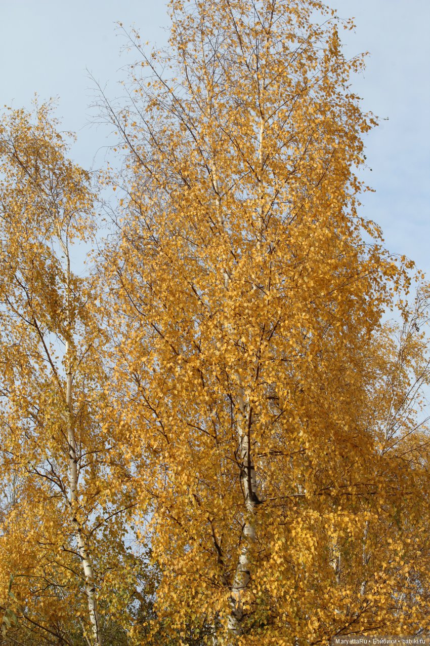 Мелоди и огненная осень — Экшн (фото 10)