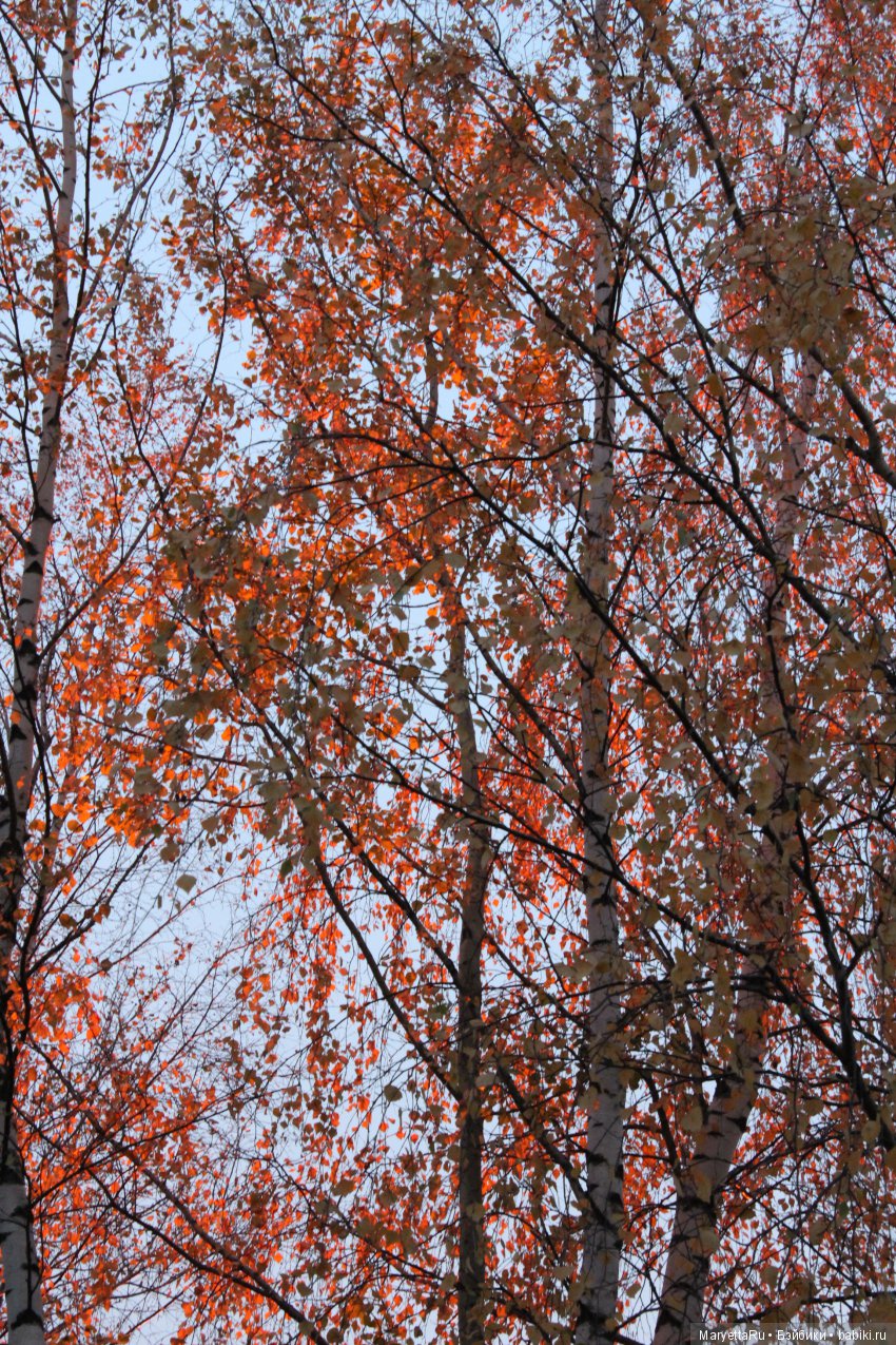 Мелоди и огненная осень — Экшн