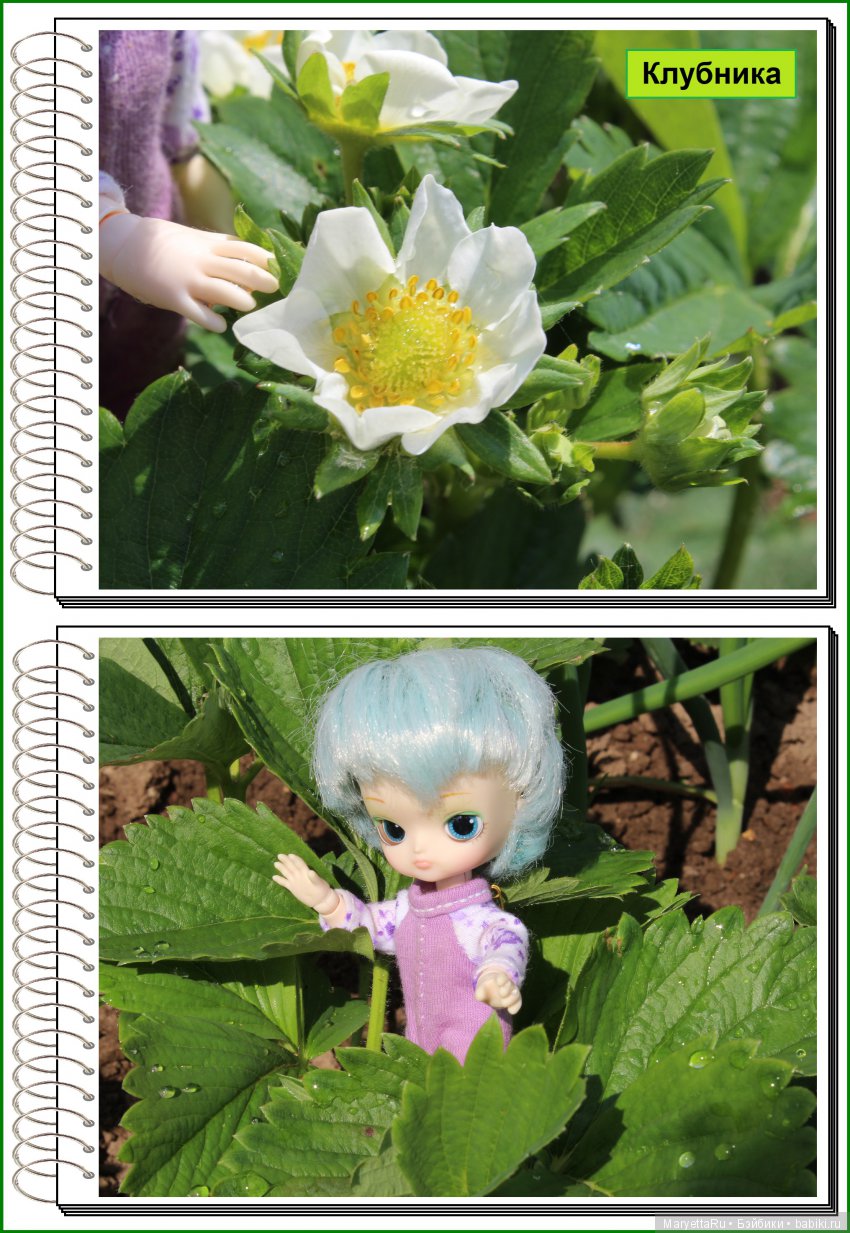 Школа лесных фей. Мокрый и довольный