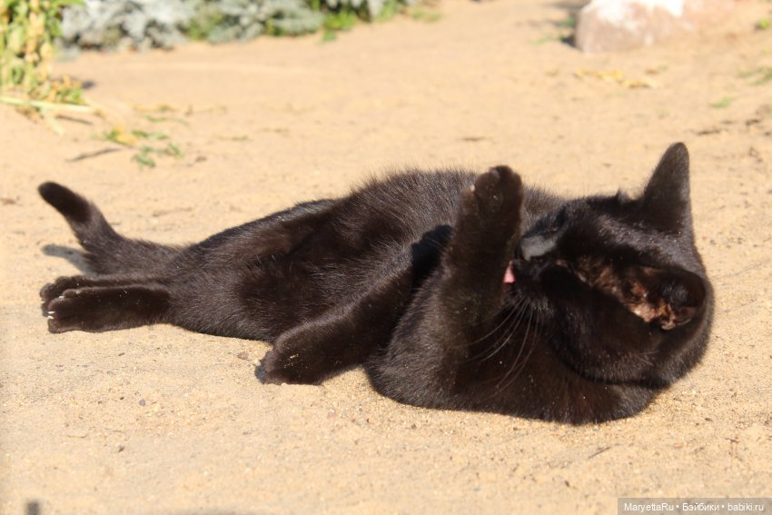 Кот: я ловлю фей — Болталка и разговоры обо всем: жизнь