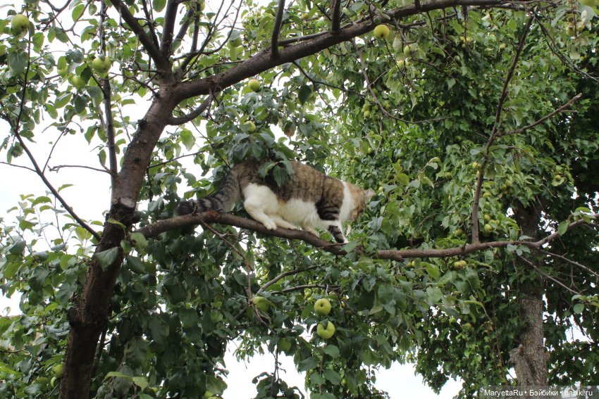 Кот: я ловлю фей — Болталка и разговоры обо всем: жизнь