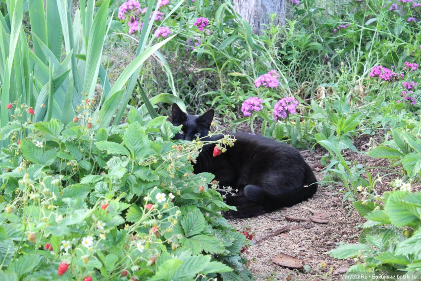 Кот: я ловлю фей — Болталка и разговоры обо всем: жизнь