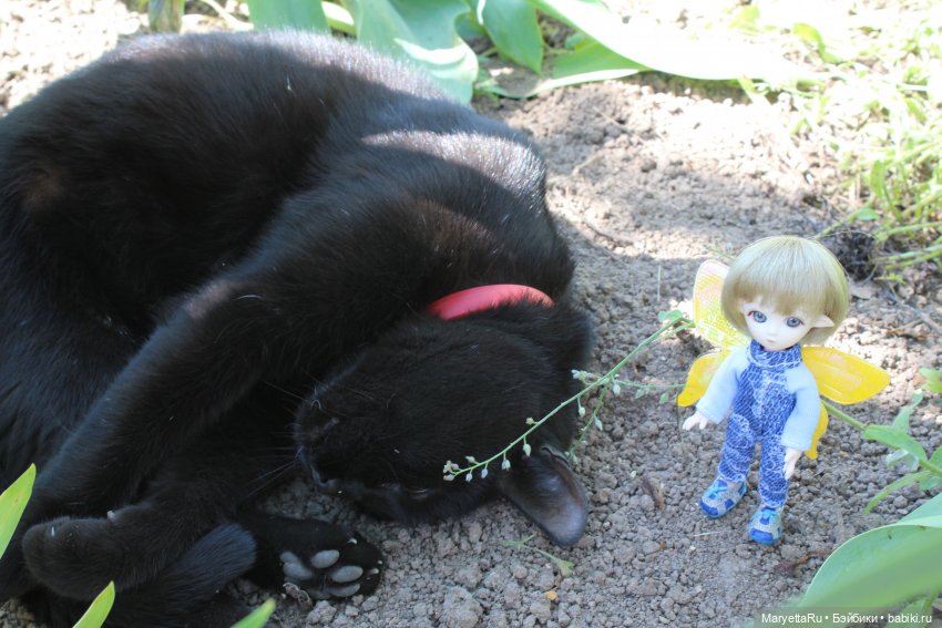 Кот: я ловлю фей — Болталка и разговоры обо всем: жизнь