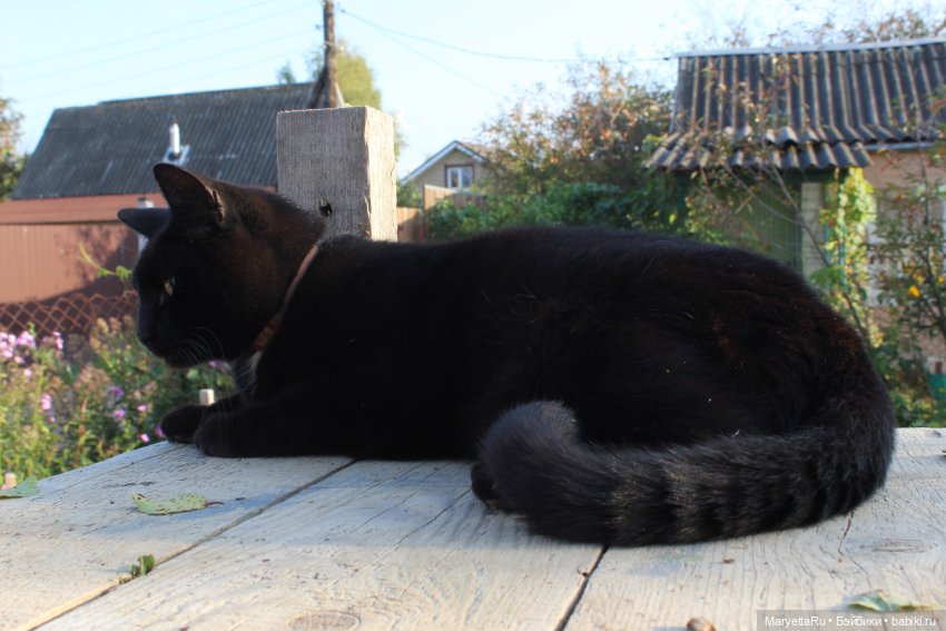 Кот: я ловлю фей — Болталка и разговоры обо всем: жизнь