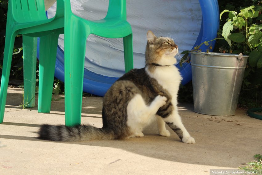 Кот: я ловлю фей — Болталка и разговоры обо всем: жизнь