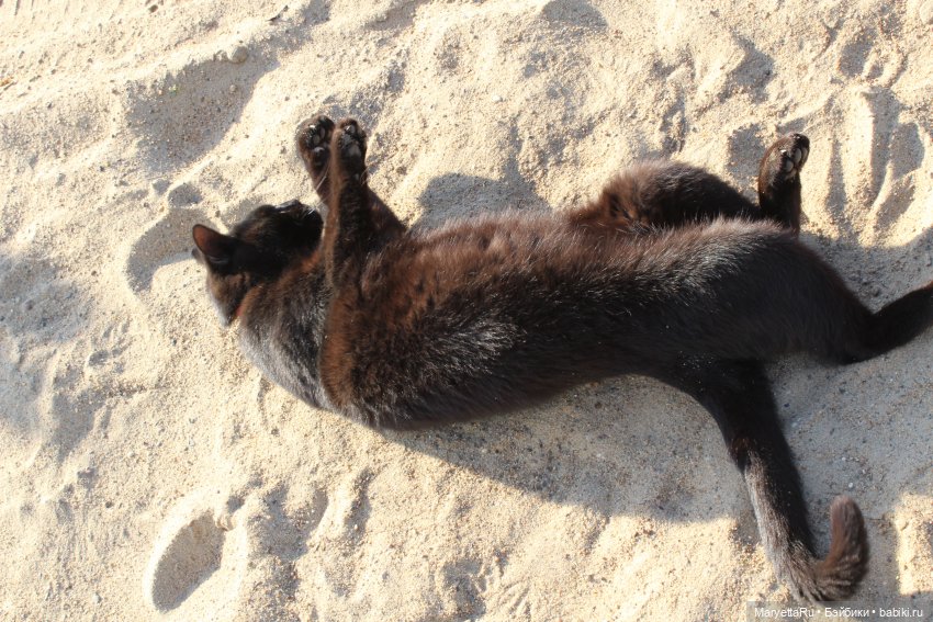 Кот: я ловлю фей — Болталка и разговоры обо всем: жизнь