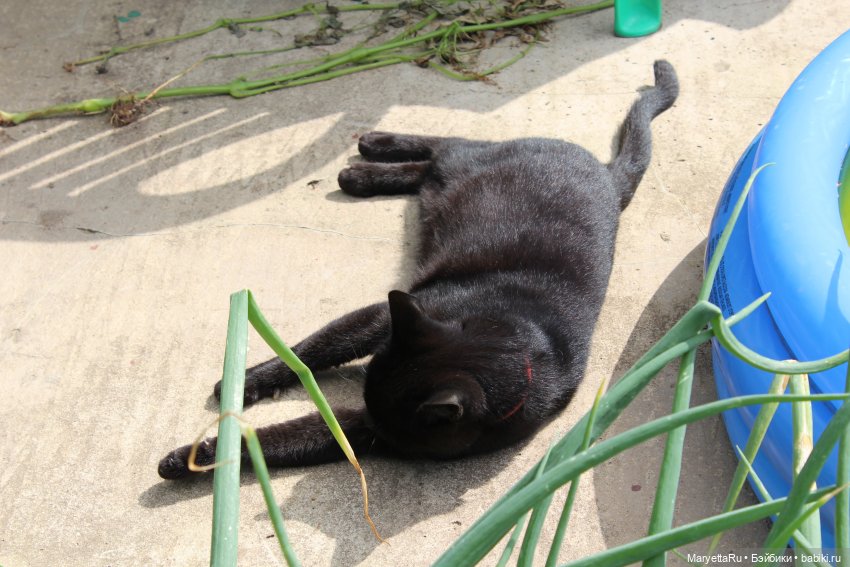 Кот: я ловлю фей — Болталка и разговоры обо всем: жизнь