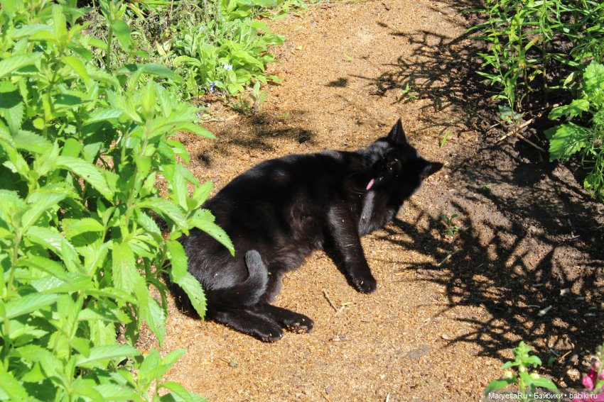Кот: я ловлю фей — Болталка и разговоры обо всем: жизнь
