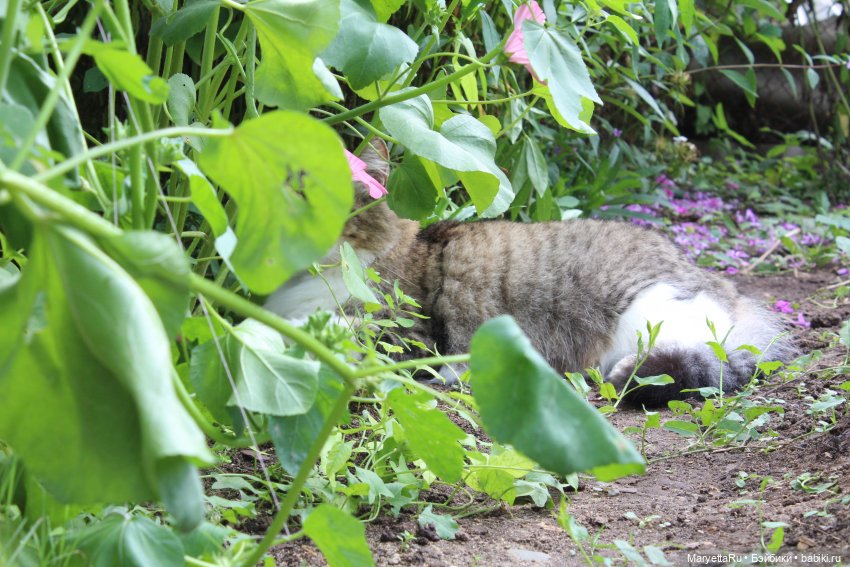 Кот: я ловлю фей — Болталка и разговоры обо всем: жизнь