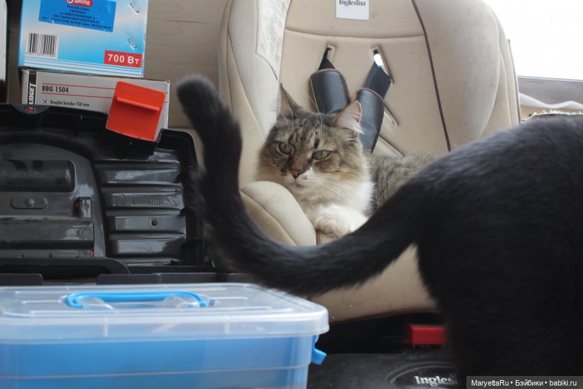 Кот: я ловлю фей — Болталка и разговоры обо всем: жизнь