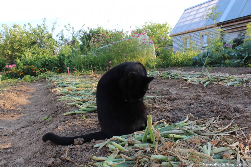 Кот: я ловлю фей — Болталка и разговоры обо всем: жизнь (фото 9)