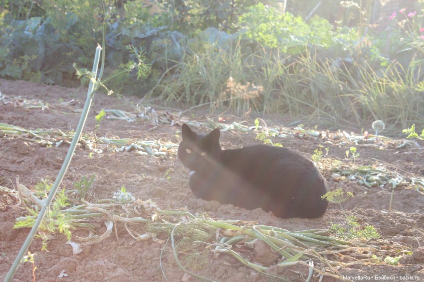 Кот: я ловлю фей — Болталка и разговоры обо всем: жизнь (фото 10)