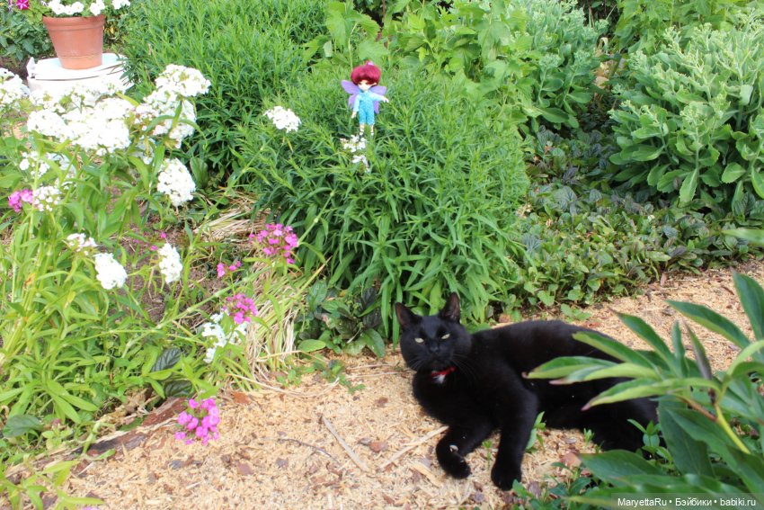 Кот: я ловлю фей — Болталка и разговоры обо всем: жизнь