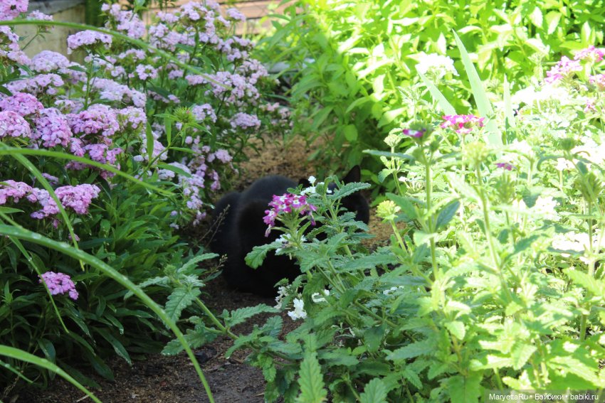 Кот: я ловлю фей — Болталка и разговоры обо всем: жизнь