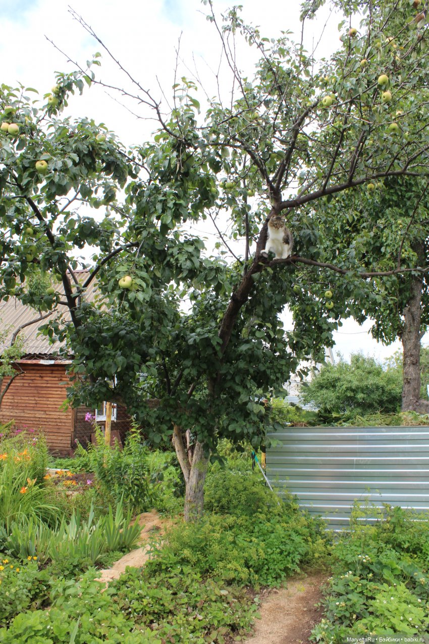 Кот: я ловлю фей — Болталка и разговоры обо всем: жизнь