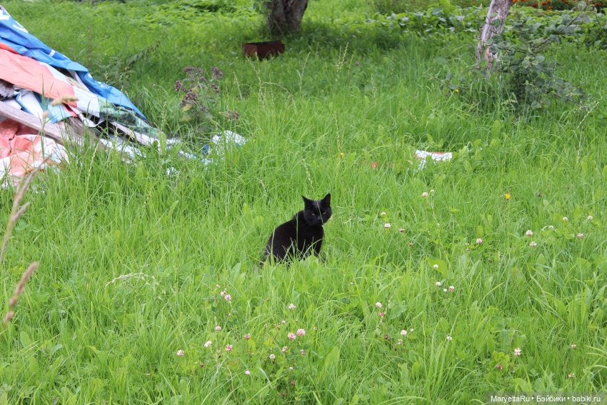 Кот: я ловлю фей — Болталка и разговоры обо всем: жизнь
