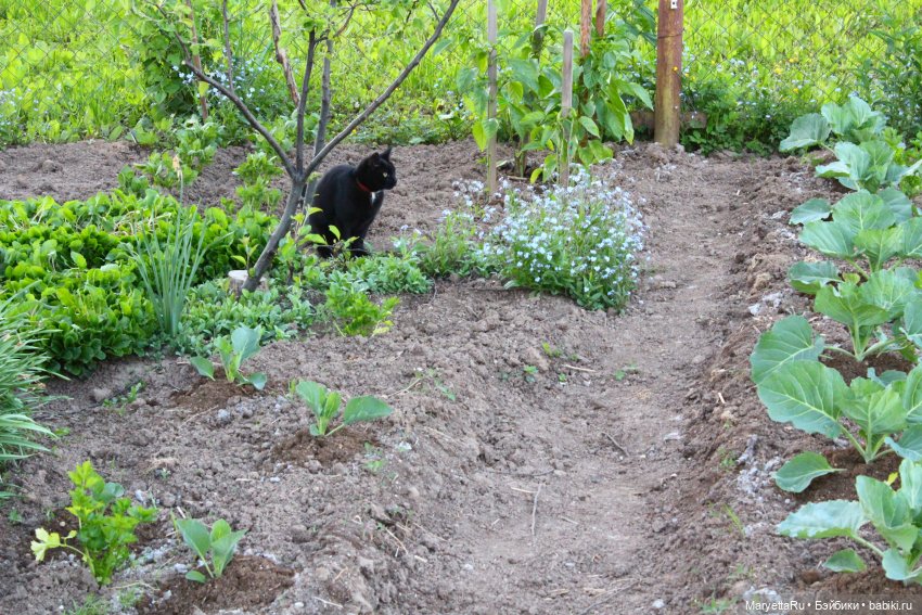 Кот: я ловлю фей — Болталка и разговоры обо всем: жизнь (фото 8)