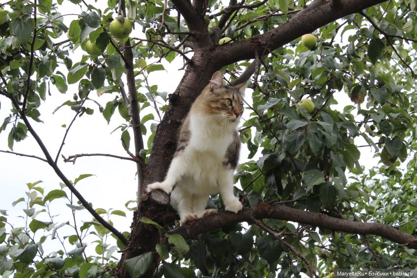 Кот: я ловлю фей — Болталка и разговоры обо всем: жизнь