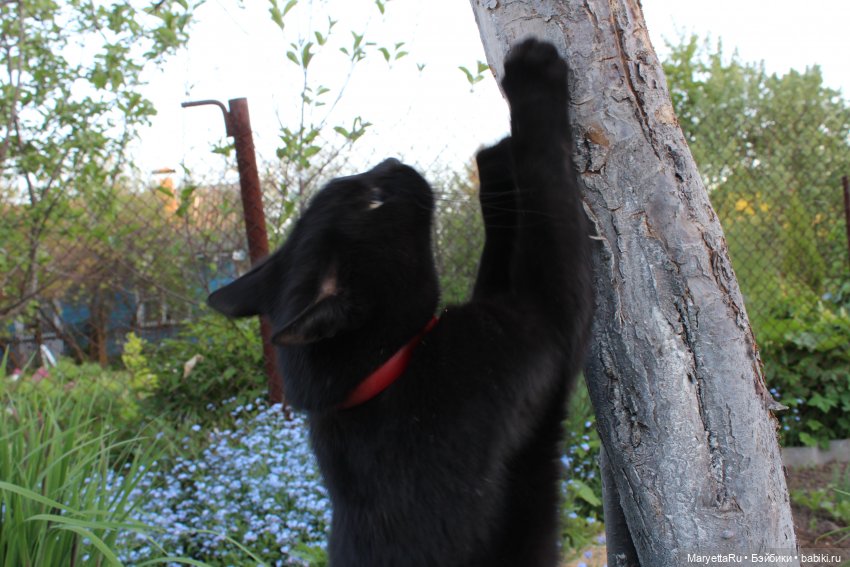 Кот: я ловлю фей — Болталка и разговоры обо всем: жизнь