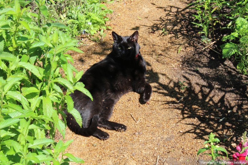 Кот: я ловлю фей — Болталка и разговоры обо всем: жизнь
