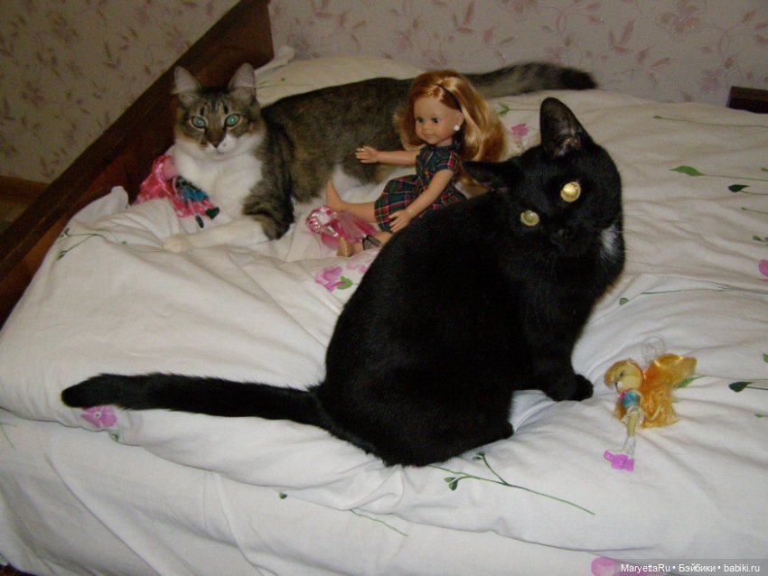 Кот: я ловлю фей — Болталка и разговоры обо всем: жизнь (фото 3)