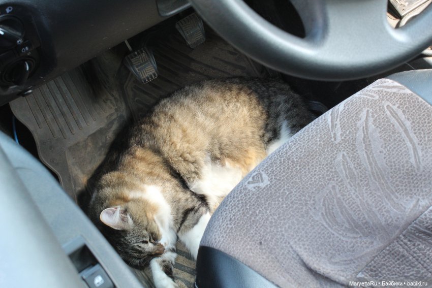 Кот: я ловлю фей — Болталка и разговоры обо всем: жизнь