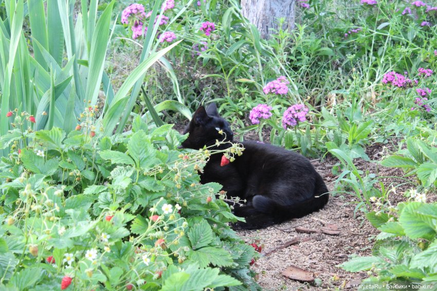 Кот: я ловлю фей — Болталка и разговоры обо всем: жизнь