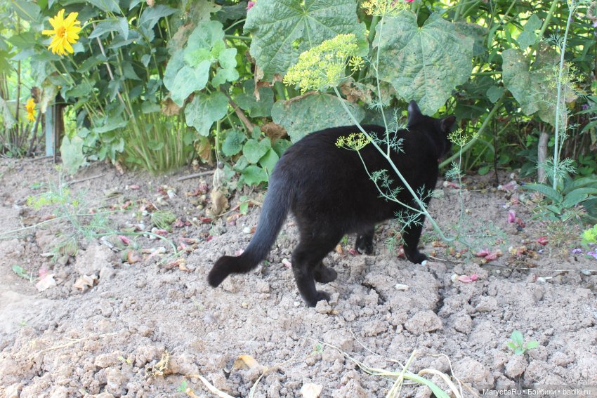 Кот: я ловлю фей — Болталка и разговоры обо всем: жизнь (фото 7)