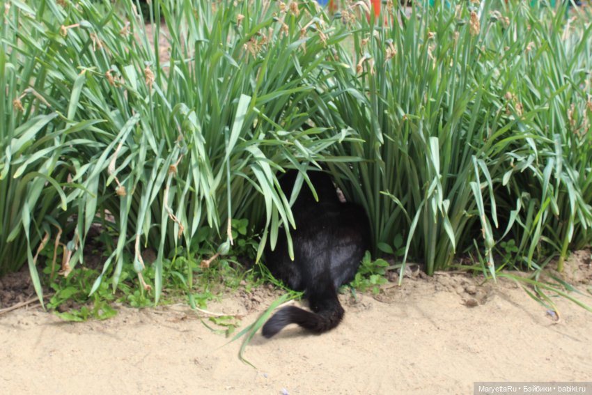 Кот: я ловлю фей — Болталка и разговоры обо всем: жизнь (фото 5)