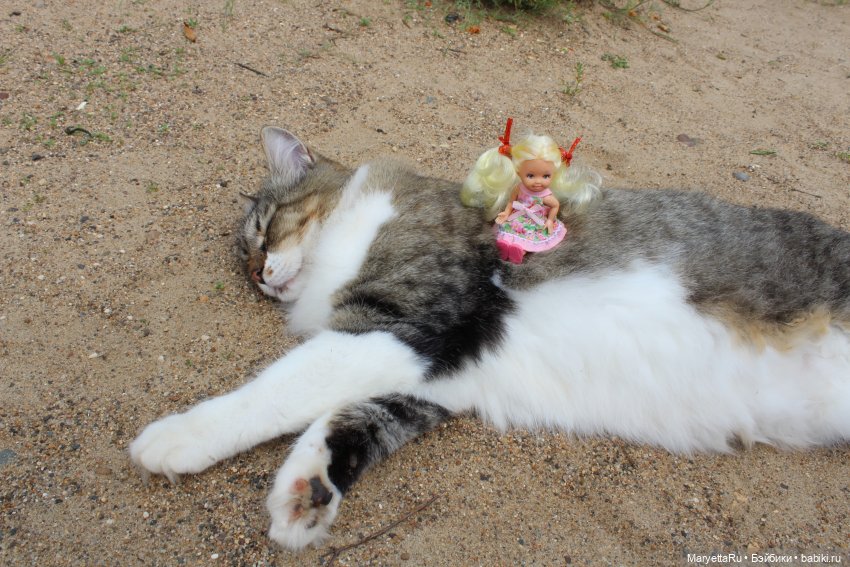 Кот: я ловлю фей — Болталка и разговоры обо всем: жизнь