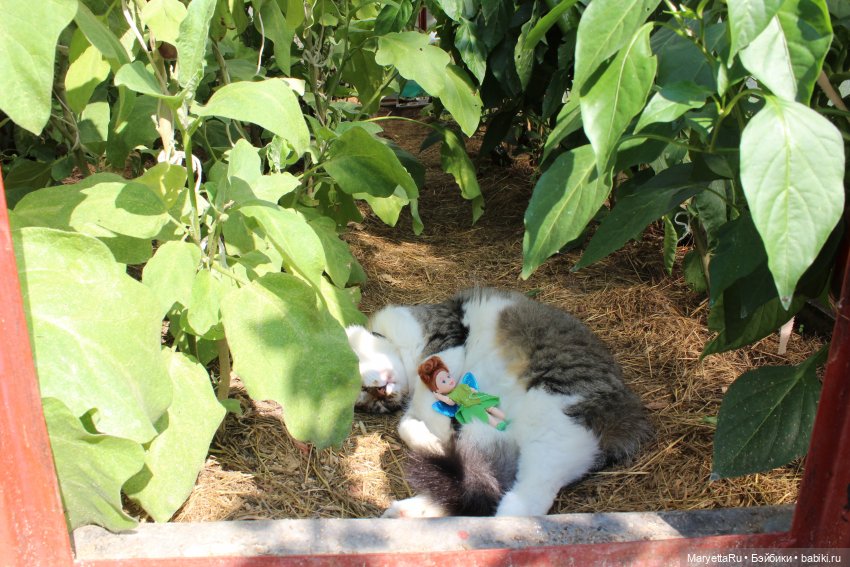 Кот: я ловлю фей — Болталка и разговоры обо всем: жизнь