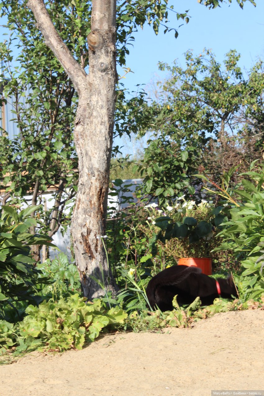 Кот: я ловлю фей — Болталка и разговоры обо всем: жизнь