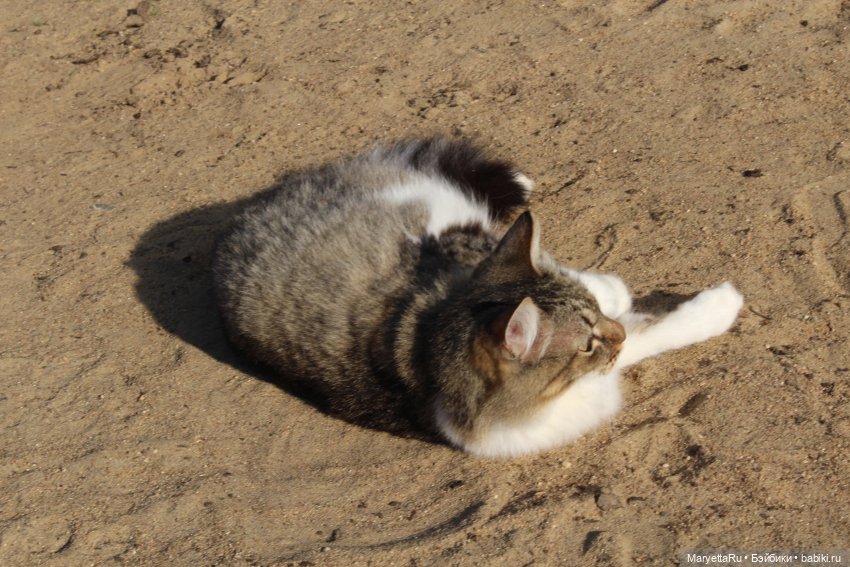 Кот: я ловлю фей — Болталка и разговоры обо всем: жизнь