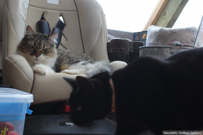 Кот: я ловлю фей — Болталка и разговоры обо всем: жизнь